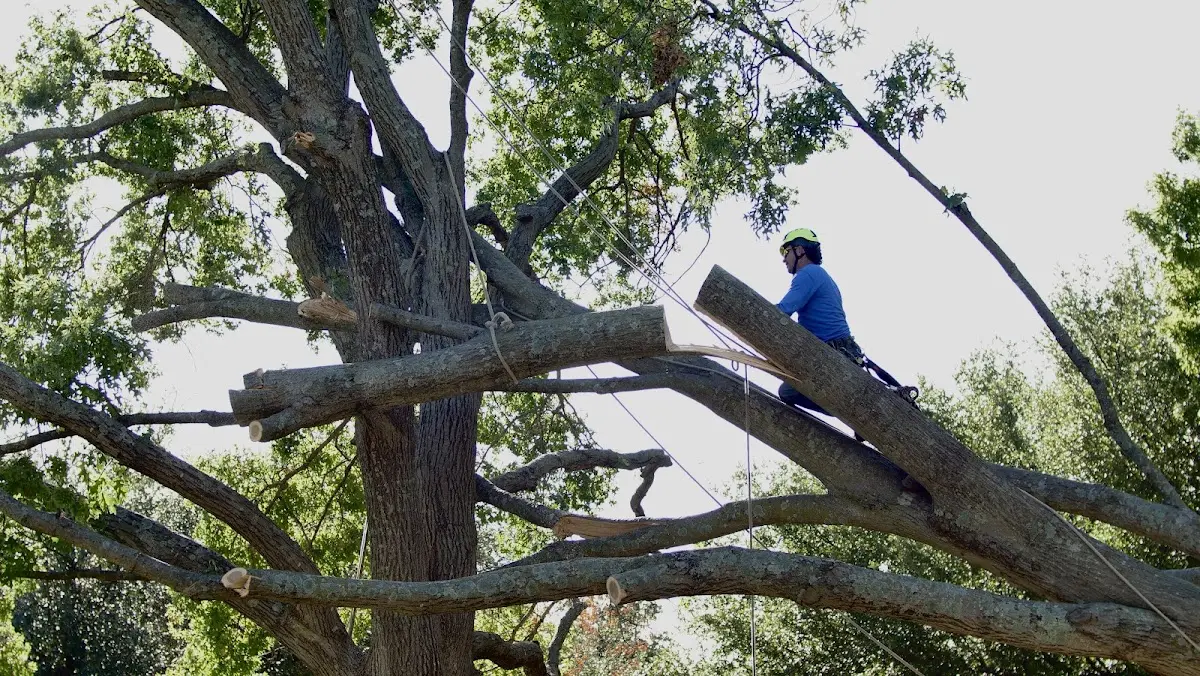 Professional Crown Thinning performed by certified arborists in Broadalbin