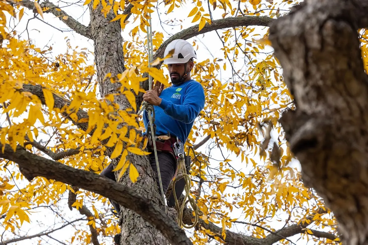 Skilled Tree Transplanting crew working in Broadalbin